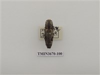 藏品(叩頭蟲(1))的圖片